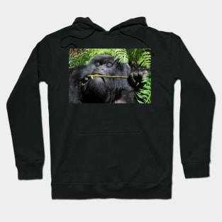 Silverback Gorilla Eating,  Hirwa Group,  Rwanda,  East Africa Hoodie